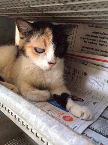 tri colored cat