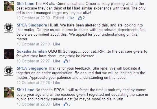spca cat