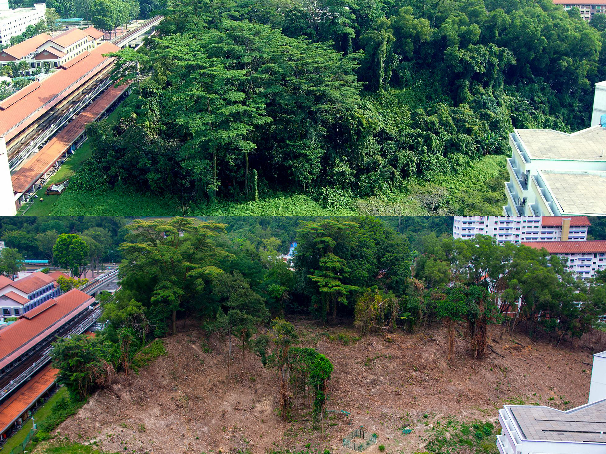 destruction of hill vegetation