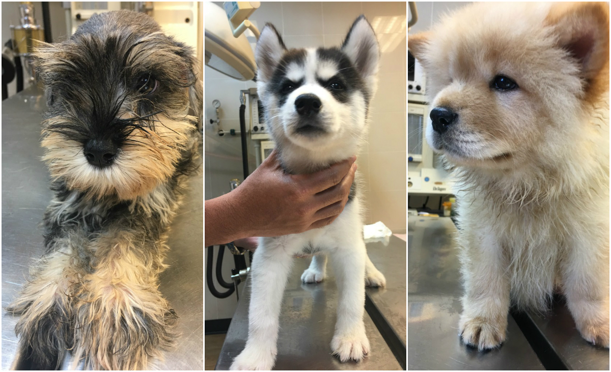 Puppies undergoing health checks at AVA’s Sembawang Animal Quarantine Station (Source : AVA).