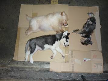 The three puppies that were found in the car (Source : ICA).