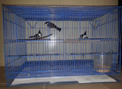 AVA seized the three smuggled Red-whiskered Bulbul birds as part of our investigation (Source : AVA).