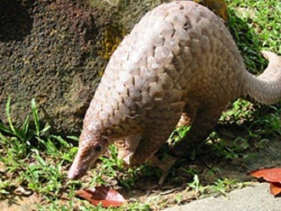 Pangolin / photo: nparks.gov.sg.jpg