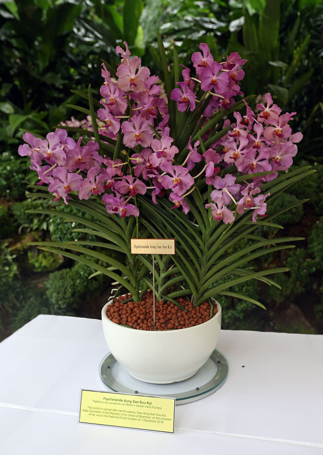 The Papilionanda Aung San Suu Kyi, named after Ms Aung San Suu Kyi, at the National Orchid Garden / photo: The Straits Times