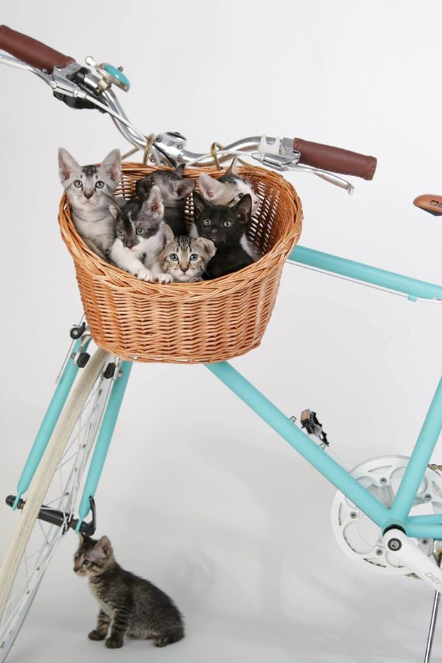 Photo: Cat Walfare Society Facebook