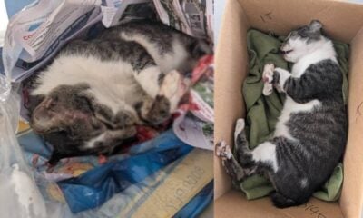 Community cat in Tampines West found dead