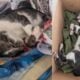 Community cat in Tampines West found dead
