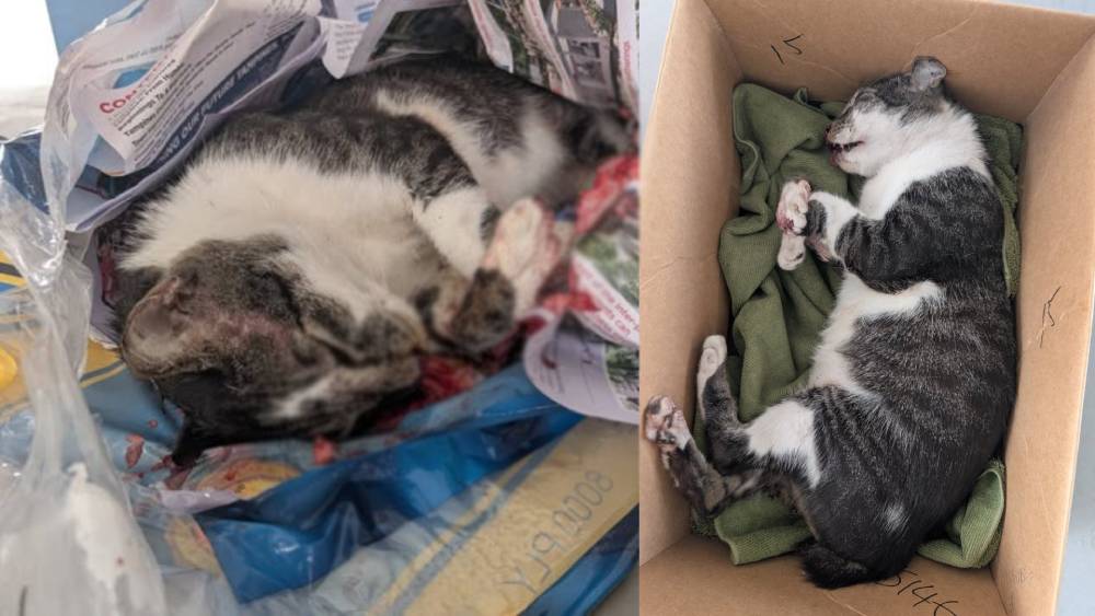 Community cat in Tampines West found dead