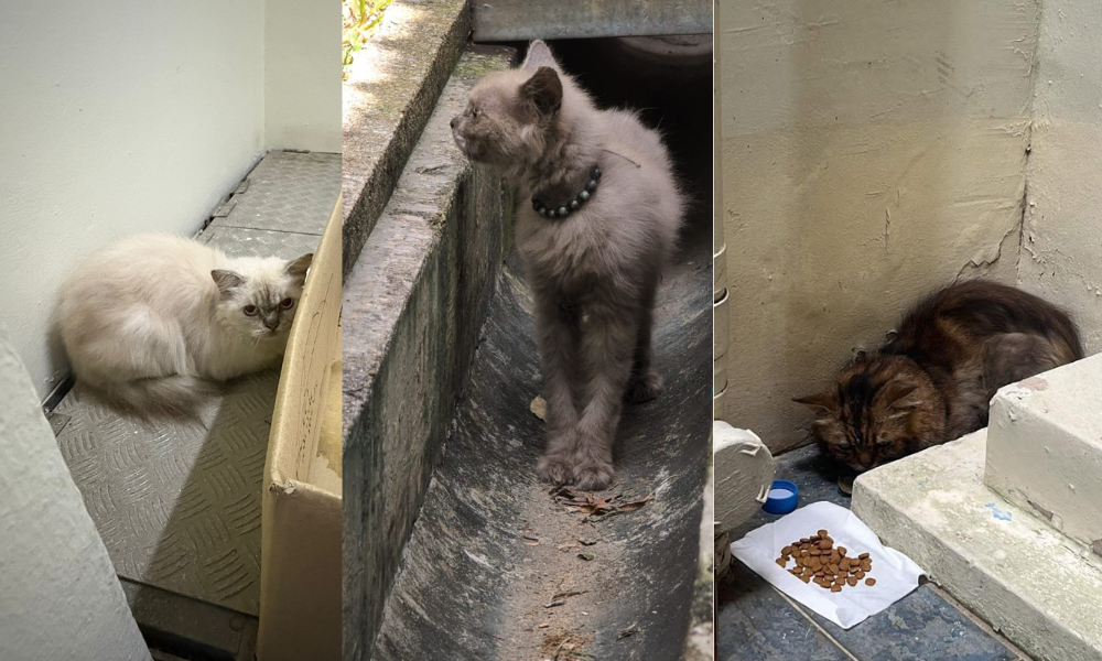 Rescuers suspect illegal breeding as 14 cats abandoned in Toa